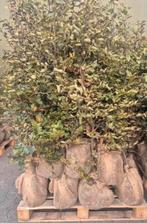 20x Fagus groene beuk kluit 125/150, Ophalen of Verzenden, 100 tot 250 cm