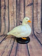 Opgezette Eend, Verzamelen, Dierenverzamelingen, Ophalen of Verzenden, Nieuw, Vogel, Opgezet dier