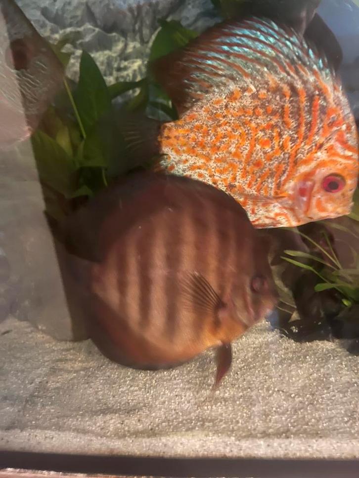 2x Rose red discus vissen, Dieren en Toebehoren, Vissen | Aquariumvissen, Zoetwatervis, Vis, Schoolvis