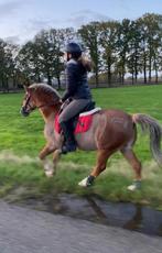 Bijrijdpony / bijrijdpaard gezocht, bijrijder aangeboden, Dieren en Toebehoren, Ophalen of Verzenden, Nieuw, Dressuur