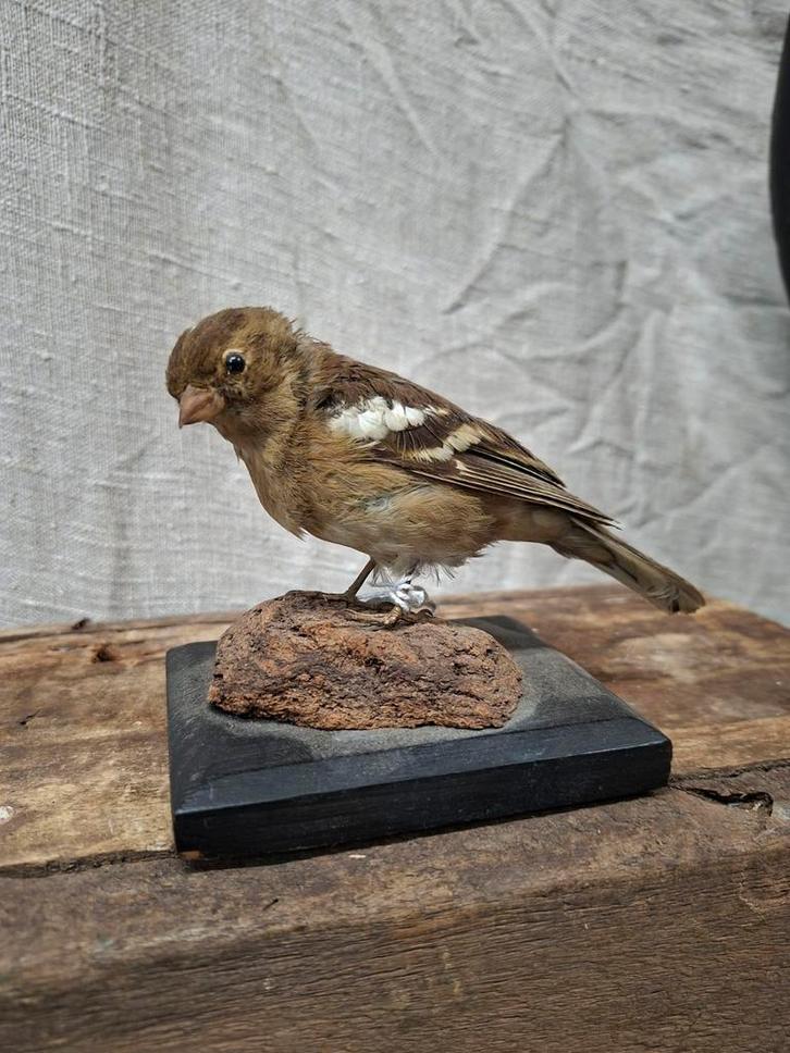 Opgezette Vink op Houten Sokkel, Verzamelen, Dierenverzamelingen, Ophalen of Verzenden