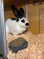 Mooi lotharinger konijn, Dieren en Toebehoren, Konijnen