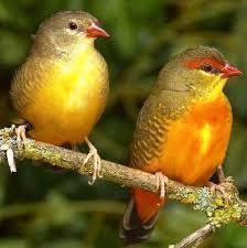 Te koop prachtig koppel Goudbuikjes, Dieren en Toebehoren, Vogels | Overige Vogels, Meerdere dieren