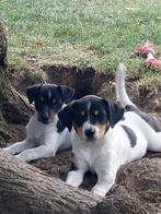 Boerenfox puppy's (driekleurig), 8 tot 15 weken, CDV (hondenziekte), Meerdere, Nederland