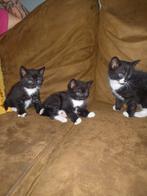 3 mooie kittens, Dieren en Toebehoren, Katten en Kittens | Overige Katten, Meerdere dieren