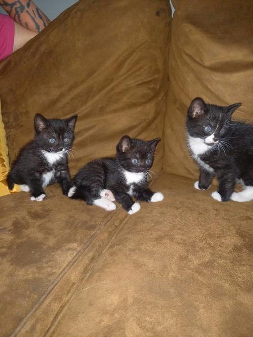 3 mooie kittens, Dieren en Toebehoren, Katten en Kittens | Overige Katten, Meerdere dieren