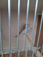 Te koop 5 koppels tt waardige grasparkieten grijsvleugels, Meerdere dieren, Kleurkanarie