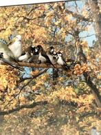 Verschillende Japanse meeuwen uit ruime binnen volière, Dieren en Toebehoren, Vogels | Overige Vogels, Meerdere dieren, Geringd