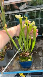 Sarracenia x Moorei, Tuin en Terras, Planten | Tuinplanten, Ophalen, Zomer, Overige soorten