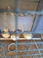 Lachduiven, Dieren en Toebehoren, Vogels | Duiven, Meerdere dieren, Overige soorten