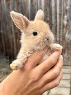 Nog maar 3 Prachtige baby konijntjes (hangoor) te koop, Dieren en Toebehoren, Konijnen, Meerdere dieren, Dwerg, Hangoor, 0 tot 2 jaar