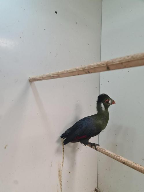 1-0 witwang toerako, Dieren en Toebehoren, Vogels | Overige Vogels, Tropenvogel, Mannelijk, Geringd