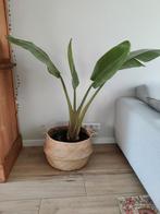 Strelitzia Nicolai - Paradijsvogelplant 115cm, Huis en Inrichting, Kamerplanten, Ophalen of Verzenden, Halfschaduw