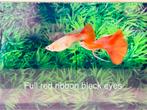 Full ted ribbon black eyes guppy, Dieren en Toebehoren, Vis, Zoetwatervis