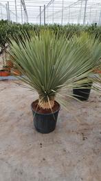Yucca Rostrata 1.20 mtr, Zomer, Ophalen of Verzenden, Overige soorten, Volle zon