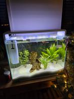 2 stuks aquarium te koop, Ophalen, Zo goed als nieuw, Gevuld zoetwateraquarium