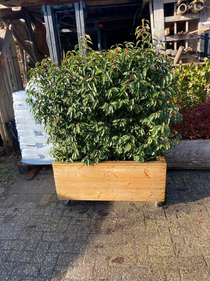 Plantenbak op maat met Portugese  laurier 115x50x150 hoog, Tuin en Terras, Bloembakken en Plantenbakken, Nieuw, Hout, Balkon, Tuin