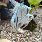 Pterophyllum scalare, Vis