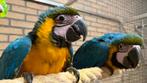 Blauw gele Ara papegaaie 2025, Dieren en Toebehoren, Vogels | Parkieten en Papegaaien, Meerdere dieren, Papegaai, Pratend