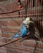 Grasparkieten, Dieren en Toebehoren