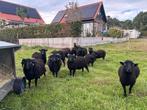 Ouessant stamboek rammen en ooien ARR*ARR, Dieren en Toebehoren, Meerdere dieren, Schaap, 0 tot 2 jaar