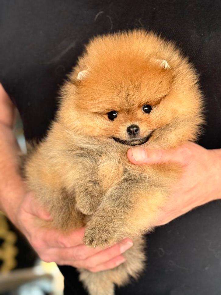 Raszuivere Pomeranian pup Mini BearFace, Dieren en Toebehoren, Honden | Poolhonden, Keeshonden en Oertypen, Reu, Keeshond, Fokker | Hobbymatig