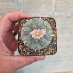 Lophophora williamsii (Peyote) cactus met bloem, Overige soorten, Volle zon, Vaste plant, Ophalen of Verzenden