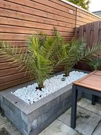 2 phoenix Canariensis Palmbomen., Bloeit niet, 100 tot 250 cm, Palmboom, Ophalen