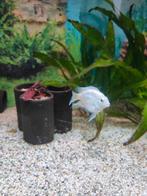 Cichlasoma / Papegaai cichlide Platinum White, Vis