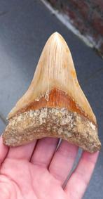Megalodon haaientand uit Indonesië haai fossiel, Verzamelen, Mineralen en Fossielen, Ophalen of Verzenden, Fossiel