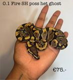 0.1 Fire Scaleless head poss het ghost NK25, Slang