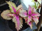 Siernetel, Tuin en Terras, Planten | Tuinplanten, Volle zon, Groenteplanten, Zomer, Verzenden