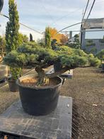 Japanse tuinbonsai, Niwaki , Pinus Parviflora, Japanse Ilex, 100 tot 250 cm, Zomer, Ophalen, Volle zon