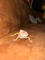Baardagaam, Dieren en Toebehoren, Hagedis, Met terrarium, 0 tot 2 jaar