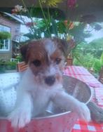 Te koop: ruw harige Jack Russell pup, Dieren en Toebehoren, Honden | Jack Russells en Terriërs, Jack Russell Terriër, 8 tot 15 weken