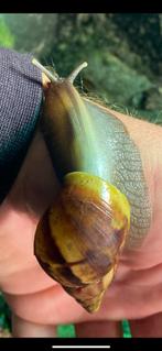 Achatina fulica  Rodatzi x albino   Reuze slakken, Dieren en Toebehoren, Reptielen en Amfibieën, Amfibie, 0 tot 2 jaar