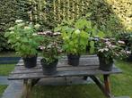 over te nemen, hortensias, Overige soorten, 100 tot 250 cm, Zomer, Ophalen