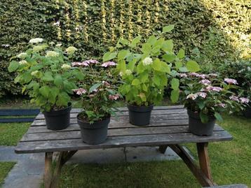 over te nemen, hortensias beschikbaar voor biedingen