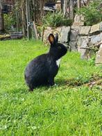 bruin en zwarten konijnen, Dieren en Toebehoren, Konijnen, Mannelijk, 0 tot 2 jaar, Middelgroot