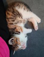 KITTENS TE KOOP, Dieren en Toebehoren, Katten en Kittens | Overige Katten, Meerdere dieren, Kortharig, 0 tot 2 jaar