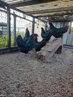 Australorp groot zwart broedeieren, Dieren en Toebehoren, Pluimvee, Geslacht onbekend, Kip