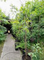 Woestijnwilg Chitalpa tashkentensis ‘Summer Bells’, Ophalen, Volle zon, Overige soorten