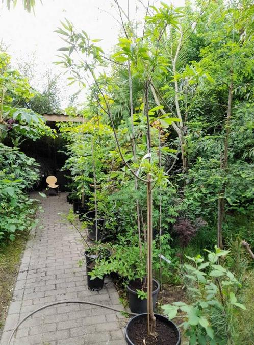 Woestijnwilg Chitalpa tashkentensis ‘Summer Bells’, Tuin en Terras, Planten | Bomen, Overige soorten, Volle zon, Ophalen