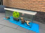 Hamster hok + spullen, Dieren en Toebehoren, Minder dan 75 cm, Ophalen, Minder dan 60 cm, Hok
