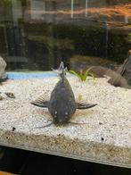 Synodontis brichardi volwassen exemplaar, Dieren en Toebehoren, Vissen | Aquariumvissen, Vis