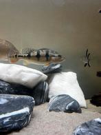 Samen 100 eu Cichla azul 2x 20cm, Vis, Zoetwatervis, Schoolvis