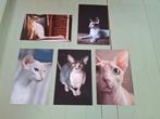 Ansichtkaarten katten, Verzenden, 1980 tot heden, Ongelopen, Hond of Kat