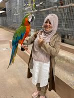 ara,s va €499, Meerdere dieren, Papegaai, Pratend