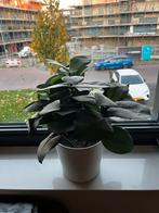 Nep plantje, Ophalen, Zo goed als nieuw