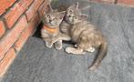 Britse Korthaar Kittens (Raszuiver!, Dieren en Toebehoren, Ontwormd, 0 tot 2 jaar